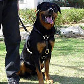 Harness made to fit Rottweiler