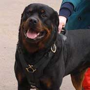 Rottweiler Padded Leather Harness