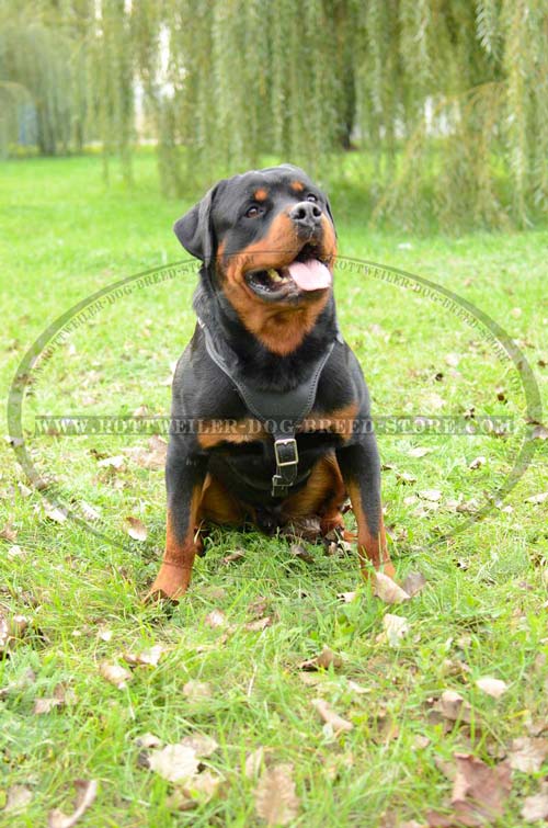 Dog Leather Harness Fashion for Showing Rottweiler Off