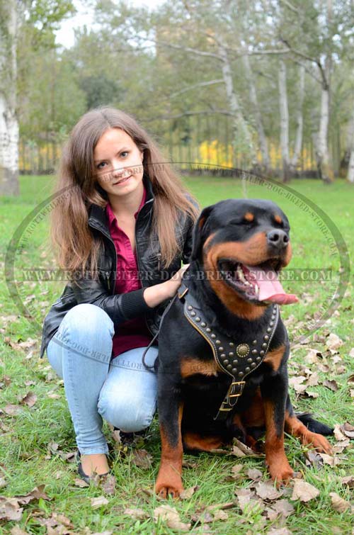 Extremely Beautiful Rottweiler Harness Fully Leather with Studs