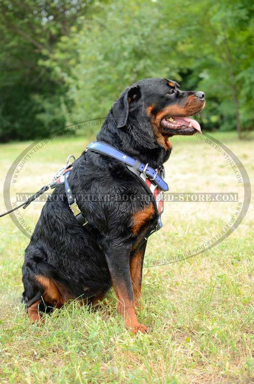Dog Harness Leather Very Fashion for Rottweiler's Showy Walks