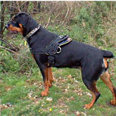 Great light weight harness with two extra D-Rings