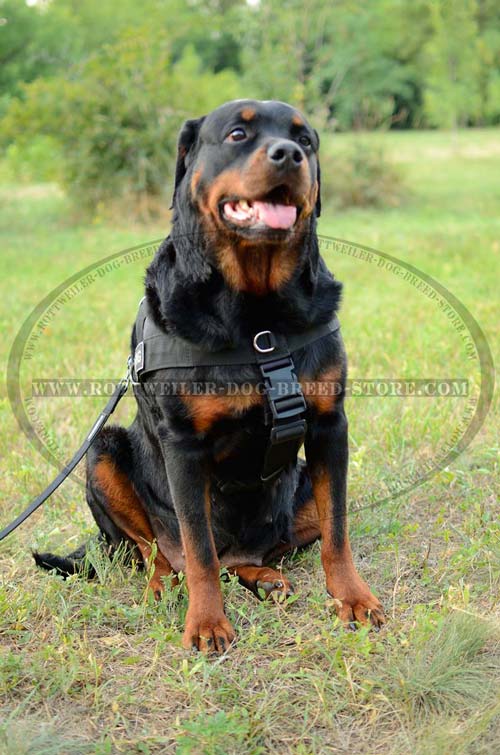Rottweiler Harness Nylon Ideal for Search and Rescue Work