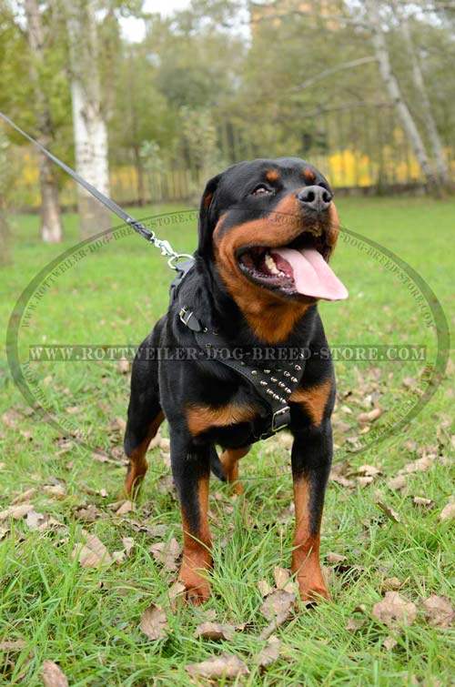 Rottweiler Harness Leather Spiked Fashion