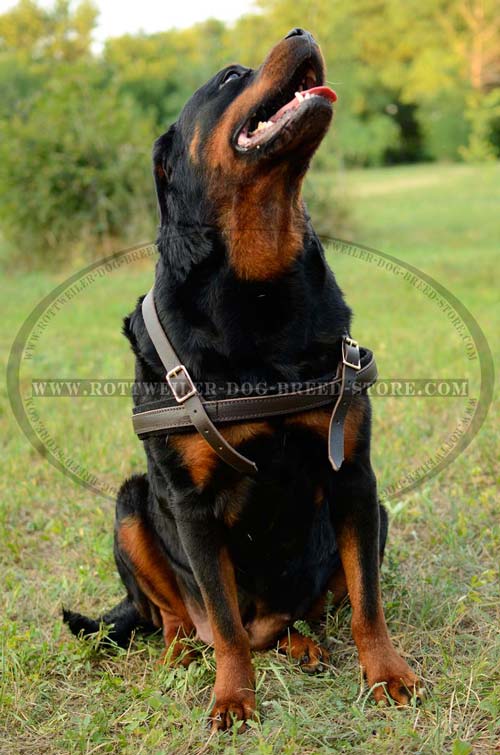 Handmade Leather Rottweiler Harness with Horizontal Сhest Strap