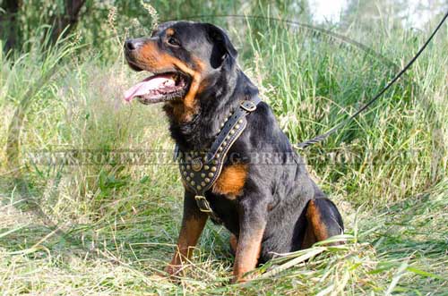 Leather Rottweiler Harness Adorned with Brass Half Ball Studs