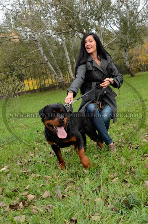 Rottweiler Harness Fully Leather Ideal for Pleasant Walking
