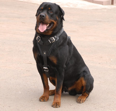 Rottweiler Agitation/ Protection Leather Dog Harness for Rotty - Click Image to Close