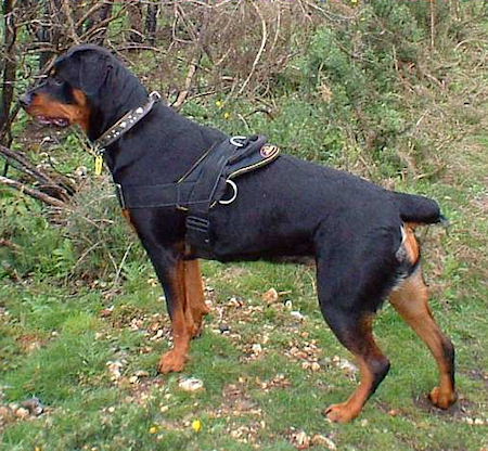 best shoo for rottweiler best rottweiler adjustable harness for everyday rottweiler store best shoo for rottweiler best rottweiler adjustable harness for everyday rottweiler store