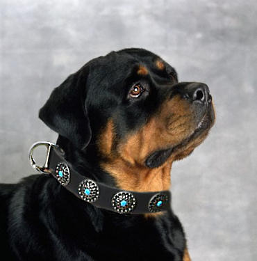 Rottweiler Leather Dog Collar &Silver Plated Circles Blue Stones - Click Image to Close