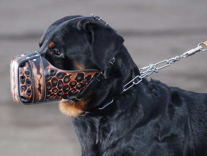 Hand painted by our artists leather Muzzle 