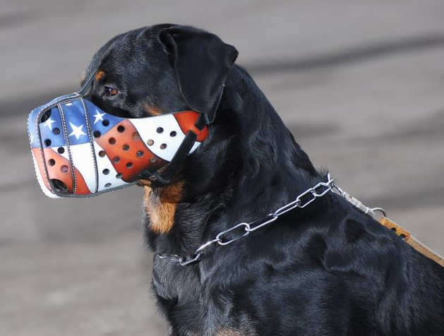 Hand painted by our artists leather Muzzle 