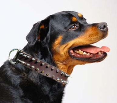 Rottweiler Leather Spiked Dog Collar-2 Rows of spikes for rottweiler dog