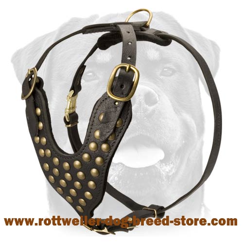 Studded Walking dog harness- Rottweiler harness - Click Image to Close