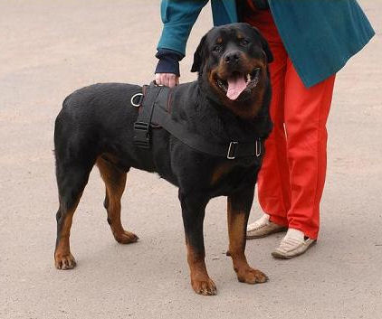 Nylon multi-purpose dog harness for tracking/pulling with handle - Click Image to Close