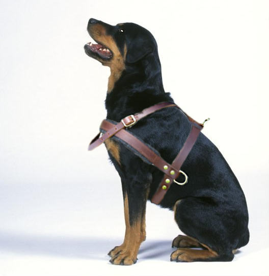 dog belt for rottweiler