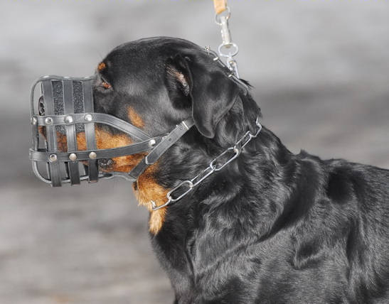 Everyday Light Weight Super Ventilation Rottweiler muzzle