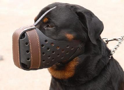 Leather dog muzzle 