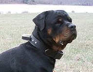 Rotty leather agitation dog collar with handle