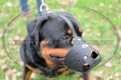 Comfortable Leather Dog Muzzle