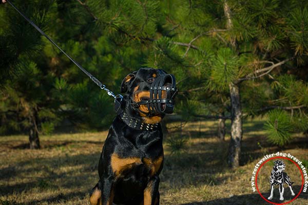 Rottweiler leather muzzle for free breathing