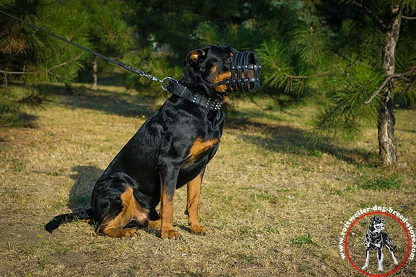 Nose padded Rottweiler leather muzzle