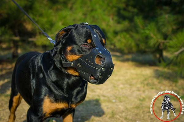 Easy to breathe Rottweiler leather muzzle