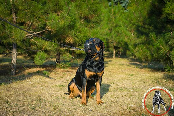 Riveted Rottweiler leather muzzle