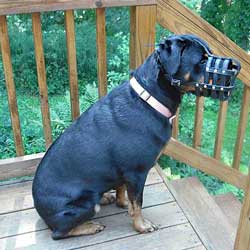Rottweiler in super ventilated muzzle
