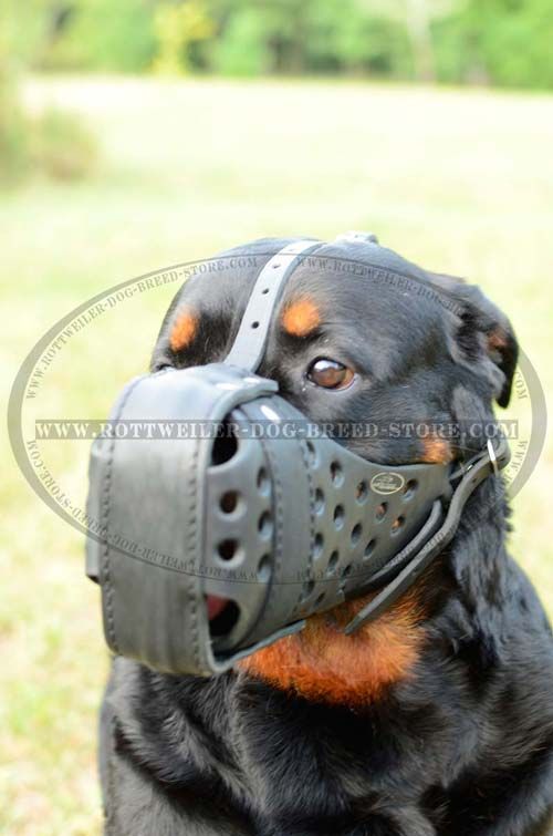 Training Leather Rottweiler Muzzle Reinforced for Protection