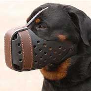 Leather dog muzzle for Rottweiler