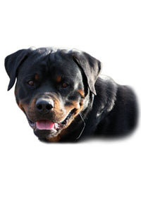 Aricles about your Rottweiler