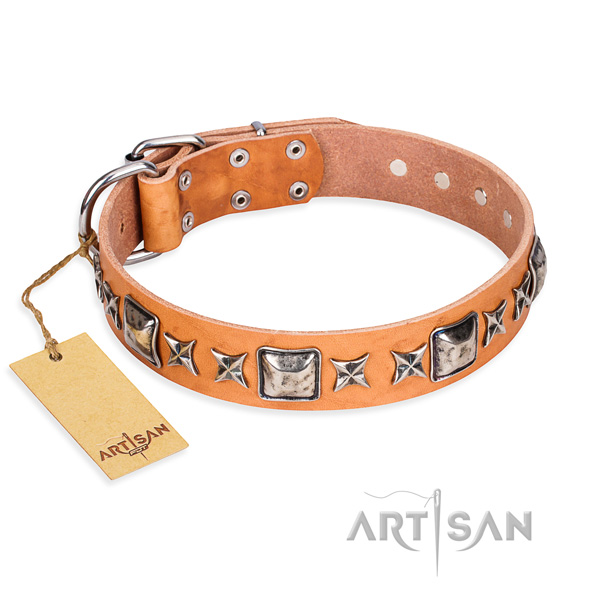 Everyday walking dog collar of high quality full grain natural leather with adornments