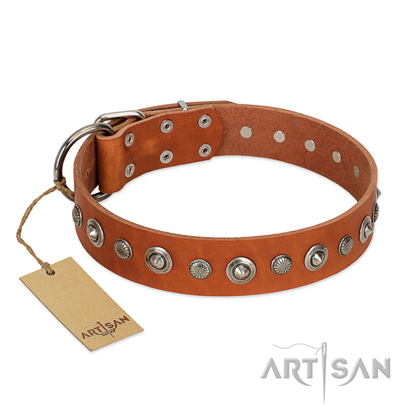 Reliable leather dog collar with remarkable studs