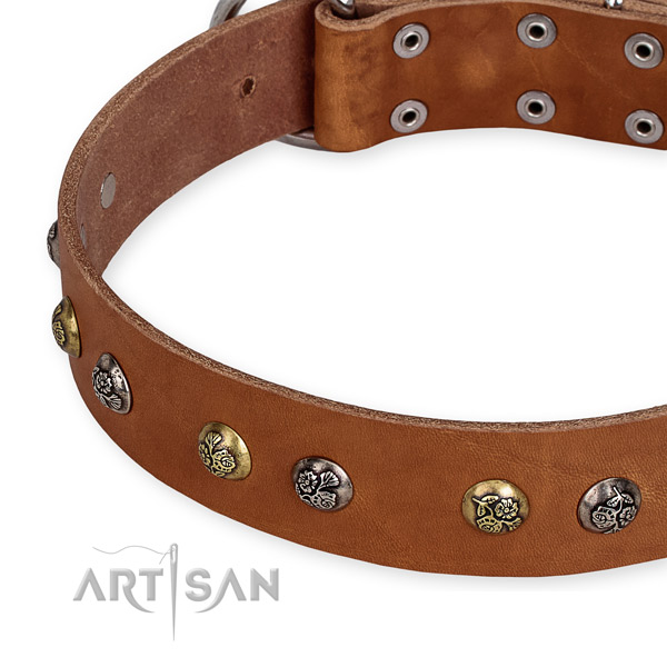 Full grain leather dog collar with unusual corrosion resistant studs