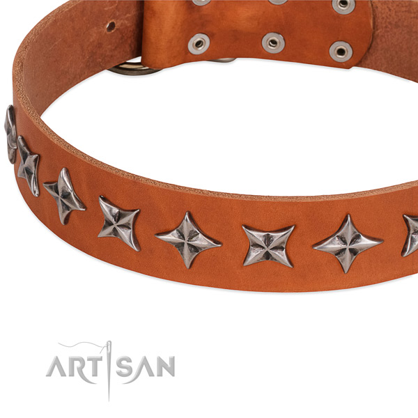 Daily walking studded dog collar of quality full grain leather