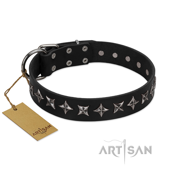 Fancy walking dog collar of durable full grain leather with adornments