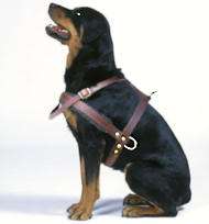 Rottweiler leather dog harness- Tracking/Pulling dog harness