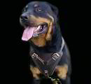 Rottweiler dog harness