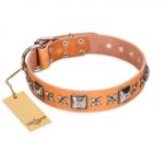 "Glamour Finery" FDT Artisan Female Rottweiler collar of natural leather with stylish old-looking circles