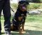 Designer Leather Dog Harness-Top-Grade Lifetime Rottweiler Harness