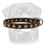 Smart Leather Special Dog Collar With Brass Look Rusted Circles