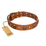 "Call of Feat" FDT Artisan Tan Leather Rottweiler Collar with Old Bronze-like Studs and Oval Brooches