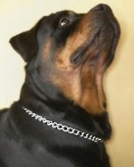 Rottweiler Choke Dog Collar