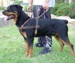 Tracking/Pulling/Agitation Leather Dog Harness For Rottweiler