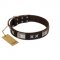 "Satin Beauts" FDT Artisan Brown Leather Rottweiler Collar with Stars and Plates