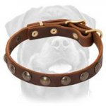 Exquisite Leather Dog Collar with Brass Round Studs