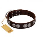 "High and Mighty" FDT Artisan Classy Brown Leather Rottweiler Collar with Embellished Brooches
