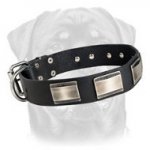Beautiful Leather Rottweiler Collar Decorated with Large Nickel Plated Plates