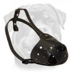 Everyday Rottweiler Leather dog muzzle
